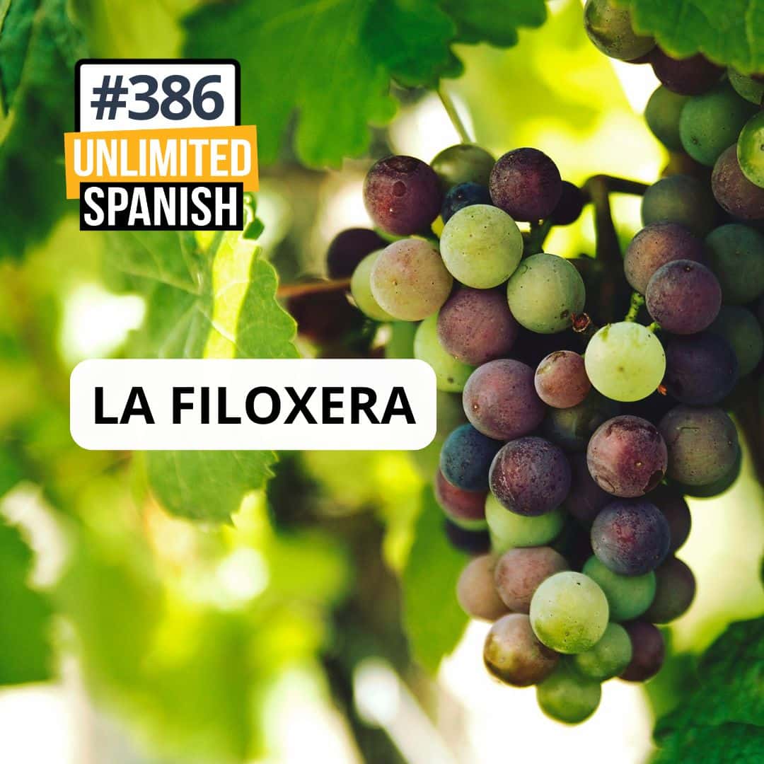 podcast La filoxera
