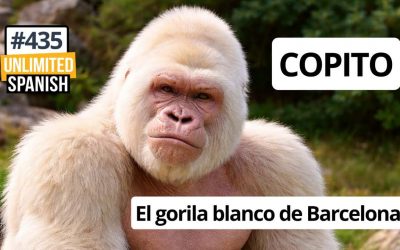 #435 Copito – El gorila blanco de Barcelona